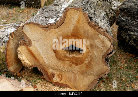 Sezione di tronco di un bianco europeo betulla Betula pendula albero che mostra cuore- rot malattia fungina, Vancouver, BC, Canada Foto Stock