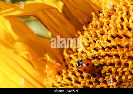 Una coccinella coperto di polline strisciando su un girasole. Foto Stock