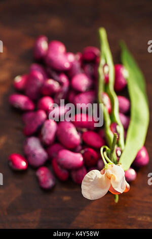 Esecuzione di scarlatto i fagioli - pod, fiore e i fagioli sul tavolo di legno Foto Stock