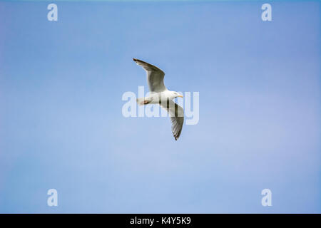 Seagull volare nel cielo blu in dyrholaey, Islanda sul giorno di estate. Foto Stock