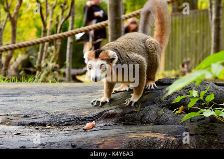 Lemur fotografato presso lo zoo di Edimburgo Foto Stock