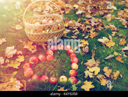 Mele a forma di cuore e foglie di autunno sull'erba Foto Stock