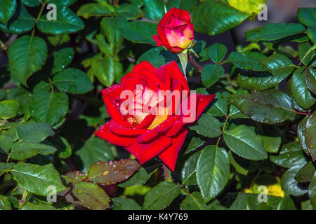 Una rosa rossa come una naturale. un arbusto di rose. red rose bush nel giardino. rose rosse bush. splendida fioritura di rose rosse in estate. rose arbusto con fogliame in garde Foto Stock