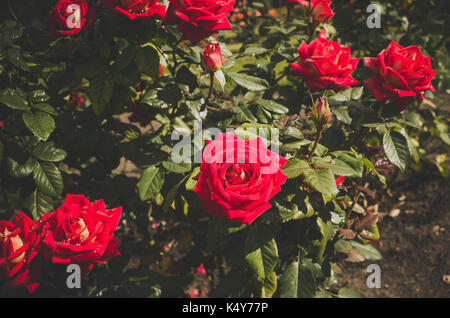 Rosa ad arbusto. arbusto Rose Red Rose bush nel giardino. rose rosse bush. splendida fioritura di rose rosse in estate. rose arbusto con fogliame in giardino. Foto Stock