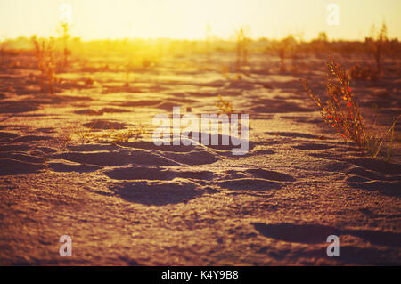 I cespugli e gli alberi nel deserto il sole splende il sole tramonta sull'orizzonte nel deserto Foto Stock