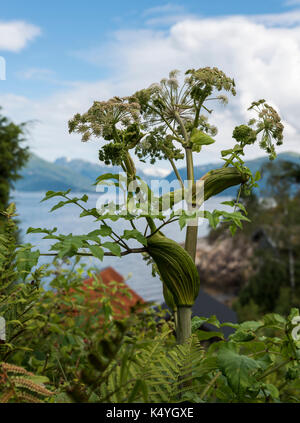Heracleum sphondylium wild pisisonous dangrous impianto in Norvegia al sognefjord Foto Stock