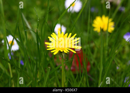 Dandelion fiori in un prato erboso Foto Stock