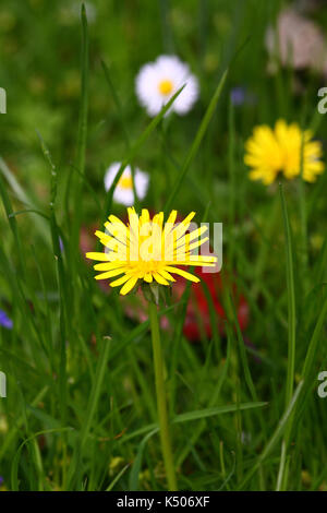 Dandelion fiori in un prato erboso Foto Stock