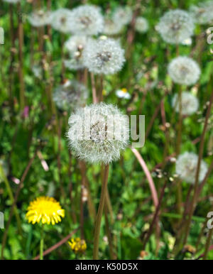 Il tarassaco, soffiare le sfere blooming Foto Stock