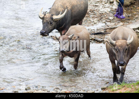 Buffaloes Varcando il fiume Foto Stock