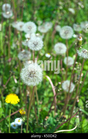 Il tarassaco, soffiare le sfere blooming Foto Stock