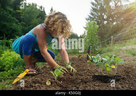 Donna piantando giovani piante di cavolo cappuccio in giardino. Foto Stock