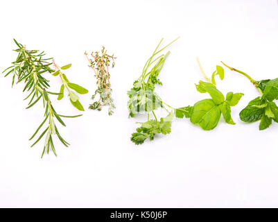 Erbe verdi. rosmarino, salvia, timo, coriandolo, basilico, menta piperita su sfondo bianco Foto Stock