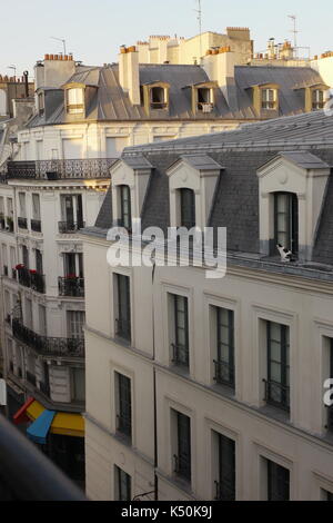 Cat in un freddo tin roof. un gatto a Parigi guarda giù sul suo territorio. Foto Stock