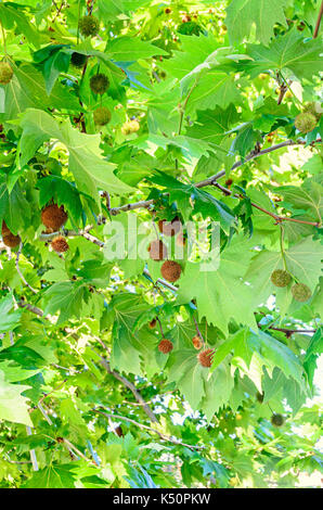 Brown frutti di platanus tree, rami con foglie di colore verde. Foto Stock