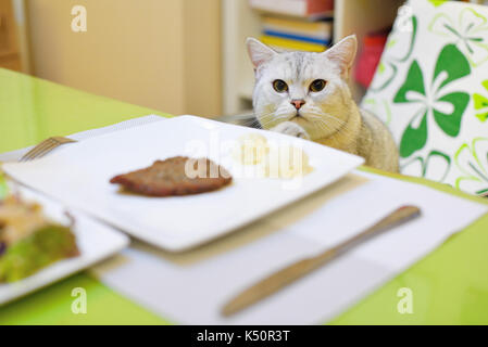 A Scottish Fold odore di cibo sul tavolo. Foto Stock