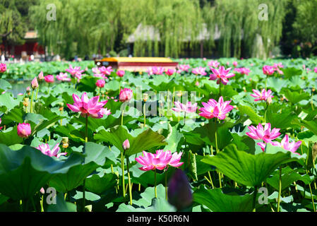 Il parco Beihai scenario in estate a Pechino, Cina. Foto Stock