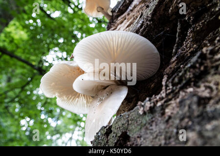 Fungo di porcellana Oudermansiella mucida sul faggio, Teesdale, County Durham, Regno Unito Foto Stock