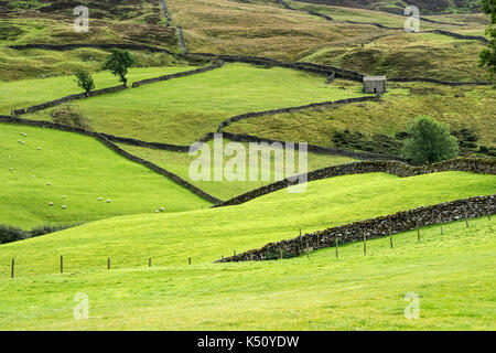 Un tradizionale Yorkshire Dales paesaggio agricolo di muri in pietra a secco, campi e fienile vicino Keld, Swaledale, Yorkshire Dales, REGNO UNITO Foto Stock