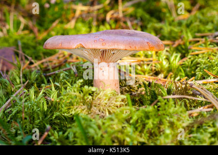 Piastra fungo lactarius helvus nella foresta Foto Stock