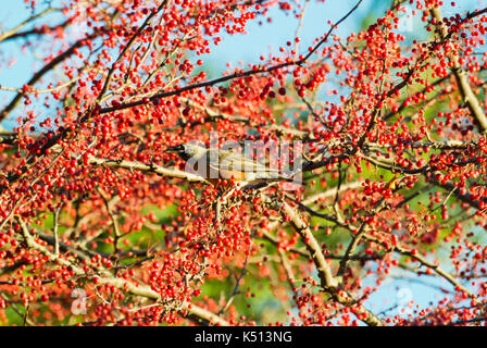 American robin (turdus migratorius) arroccato in crabapple tree, lititz pennsylvania Foto Stock