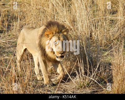 Leone maschio (panthera leo) passeggiate in erba alta nei pressi di bilimungwe bush camp, south luangwa national park, Zambia Foto Stock