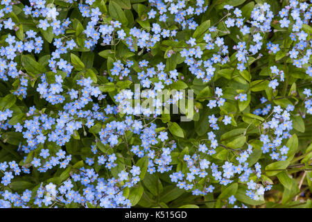 Dimenticare me not (myosotis), fiore blu in Abkhazia Foto Stock