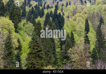 La texture degli alberi in Abkhazia Foto Stock