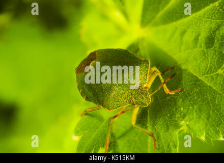 Bug verde palomena prasina cercando Foto Stock