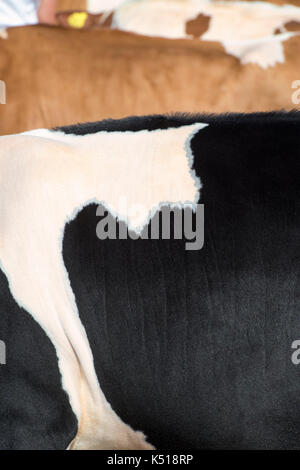 Bos taurus. Abstract Holstein il frisone bestiame bovino di caseificio nascondi colorazione a Moreton in Marsh paese mostrano, Cotswolds, nel Gloucestershire. Regno Unito Foto Stock