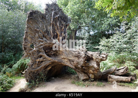Caduto albero spiaggia marciume nel bosco Regno Unito Foto Stock