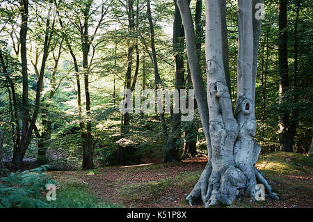 Alberi nella foresta di Epping, Greater London, Regno Unito, nel periodo estivo Foto Stock