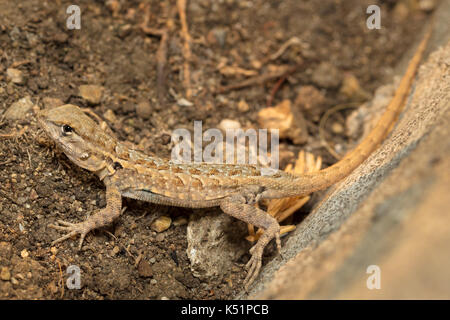 Ventre blu Lizard Foto Stock