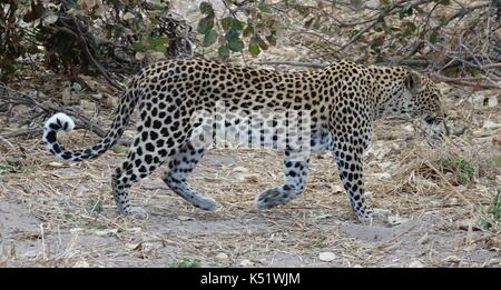 Per adulti a piedi di leopard 2 Foto Stock