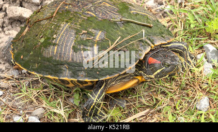 Rosso-eared slider turtle lungo pintail wildlife drive a cameron prairie National Wildlife Refuge in Louisiana Foto Stock