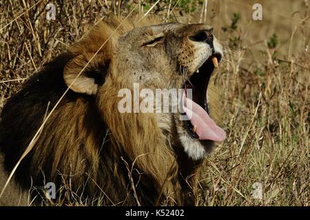 Maschio a sbadigliare di Lion Foto Stock