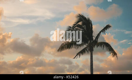 Silhouette di palme al vento in contro il fondale di nuvole e cielo a key west, Florida Foto Stock