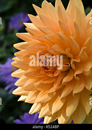 Giallo Dahlia 'semi-cactus' Fiore, UK. Foto Stock