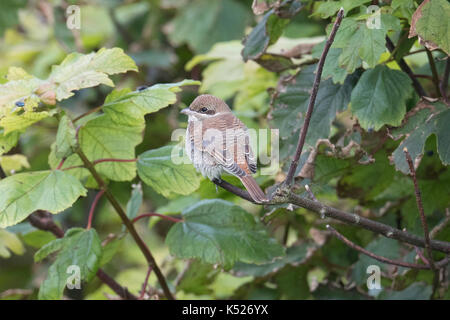 I capretti Red-backed Shrike Lanius collurio Shetland, Scotland, Regno Unito Foto Stock