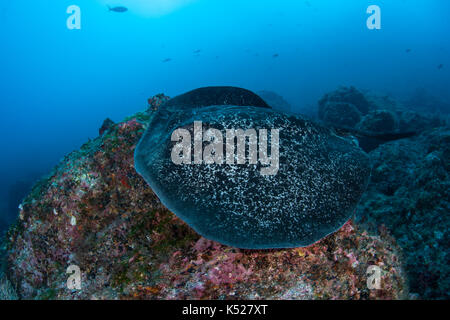 Un black-spotted stingray (taeniurops meyeni) le crociere oltre il fondale roccioso nei pressi di Cocos Island, Costa Rica. Foto Stock