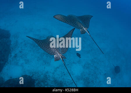 Una coppia di spotted eagle rays (aetobatus laticeps) Crociera sul fondale profondo nei pressi di Cocos Island, Costa Rica. Foto Stock