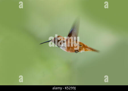 Rufous hummingbird selasphorus rufus tucson pima county, Arizona, Stati Uniti 5 settembre maschio adulto trochilidae Foto Stock