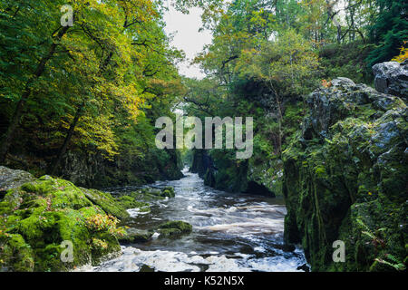 Fairy Glen sul fiume Conwy vicino a Betws-y-Coed, Wales, Regno Unito Foto Stock