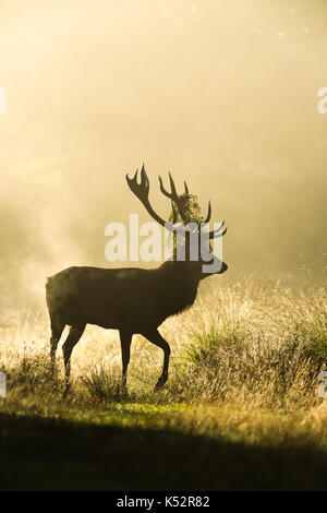 Il cervo (Cervus elaphus) maschio stag in early morning mist durante la stagione di solchi, Regno Unito Foto Stock