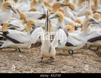 Un capo gannett guardando verso il cielo a colonia in Africa australe Foto Stock