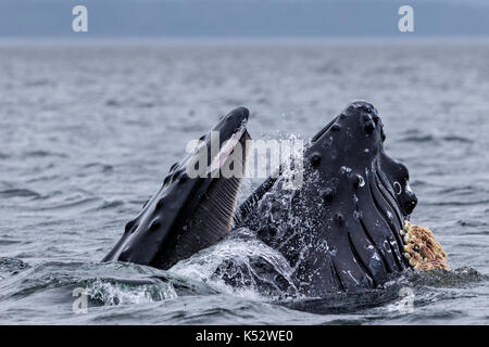 Balena humoback affondo con alimentazione con la bocca aperta a broughton arcipelago provinciale parco marino fuori dall'isola di Vancouver, British Columbia, Canada. Foto Stock