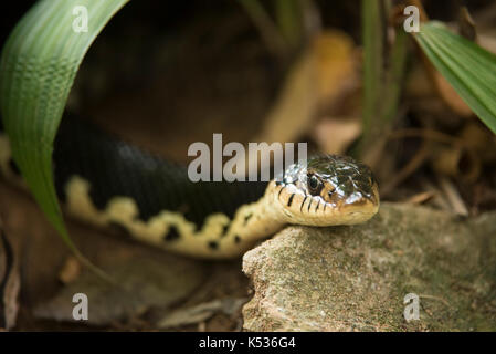 Giant hognose snake, Leioheterodon madagascariensis, Croc Farm, Antananarivo, Madagascar Foto Stock