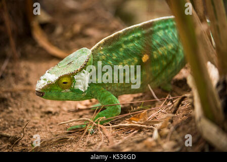 Oustalet il camaleonte, Furcifer oustaleti , Croc Farm, Antananarivo, Madagascar Foto Stock