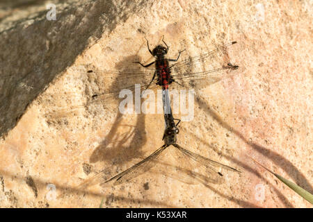 Whiteface hudsonian leucorrhinia hudsonica inferiore lago di cataratta, a sud di kremmling, Colorado, negli Stati Uniti il 2 luglio 2017 adulti coniugata. diffamazione Foto Stock