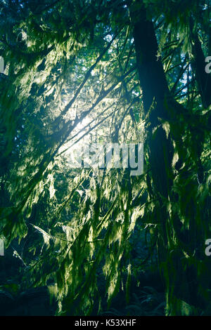 La luce del sole che splende attraverso mossy rami di alberi in una profonda foresta verde. l'isola di Vancouver, British Columbia, Canada. Foto Stock